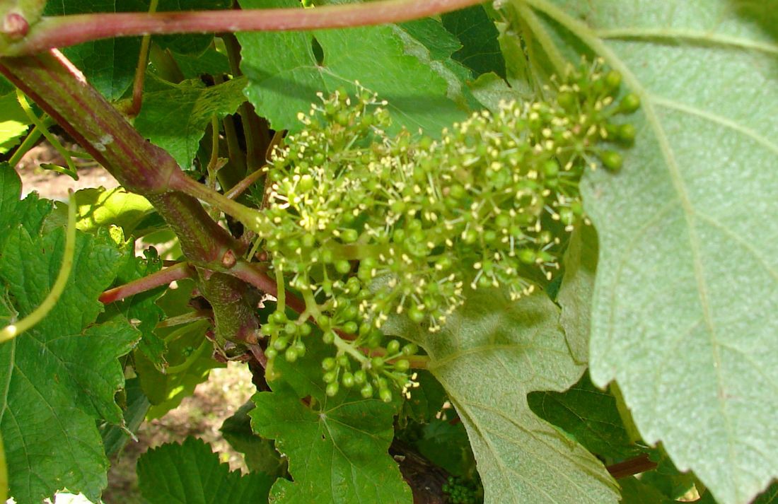 Seca e calor poderão provocar “quebra de produção assinalável” no Douro