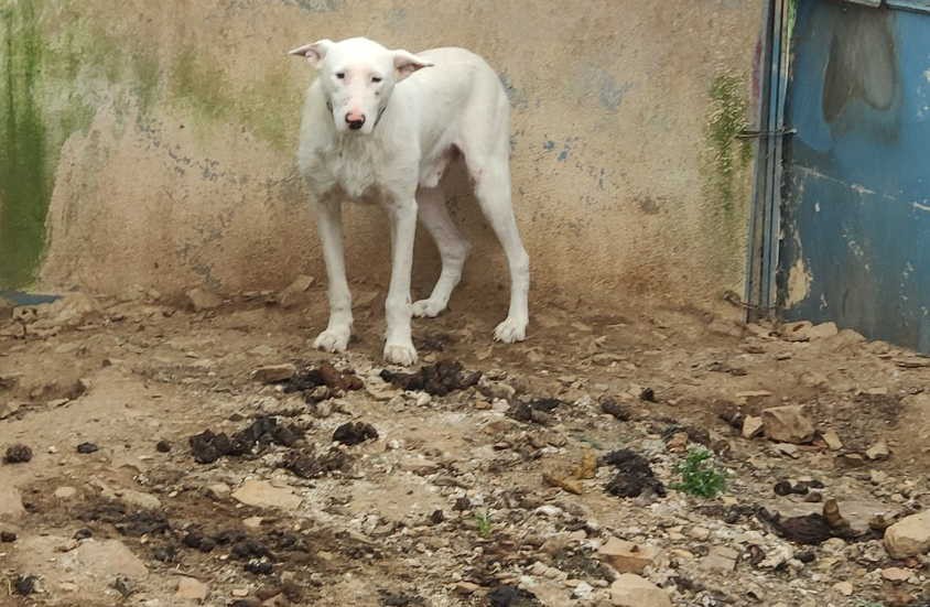 Homem constituído arguido por a maus-tratos a 31 animais