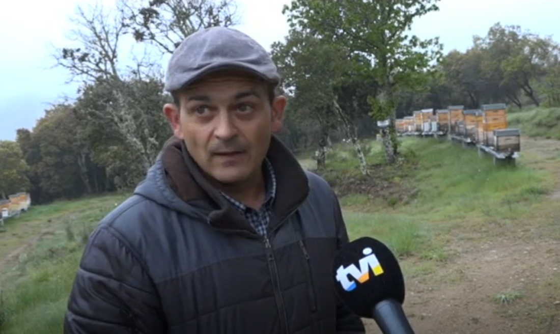 Urso-pardo que foi confirmado na Serra de Montesinho