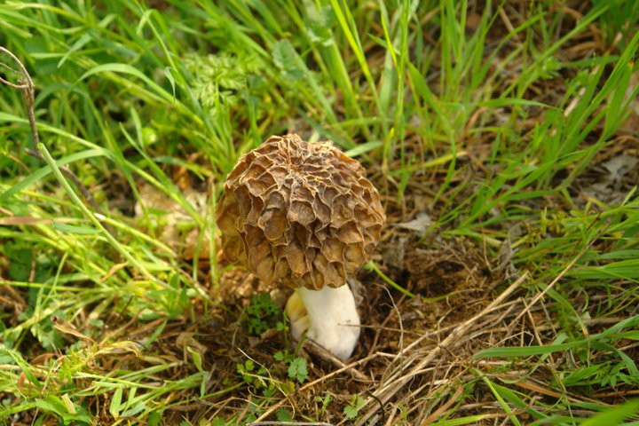 Primavera traz consigo espécies raras de cogumelos selvagens