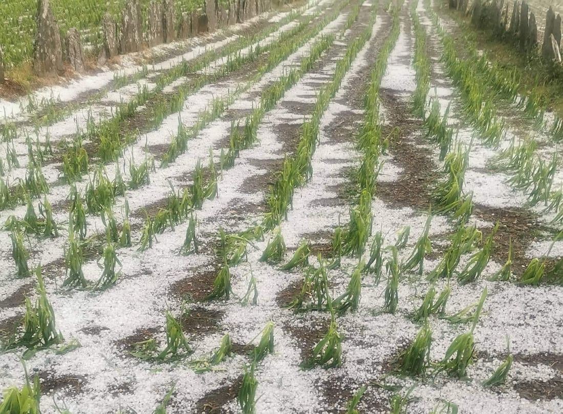 Em ano de dificuldades, granizo destrói milho para alimento de gado