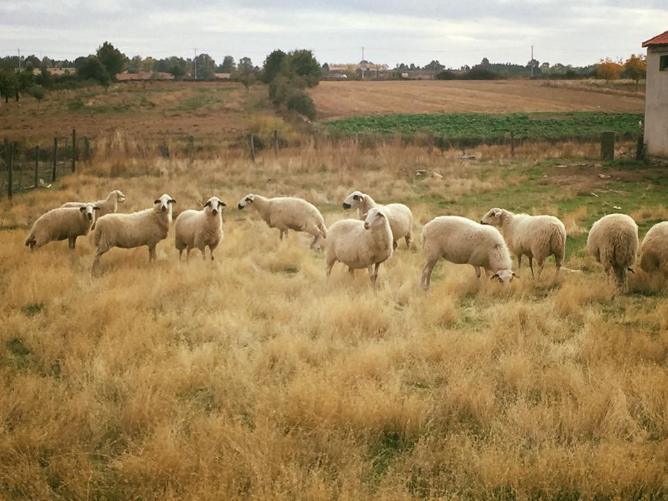 Produtores de gado pedem água do Douro para manter efetivo