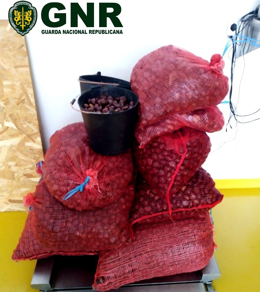 Seis detidos pela GNR por furto de castanha no concelho de Valpaços