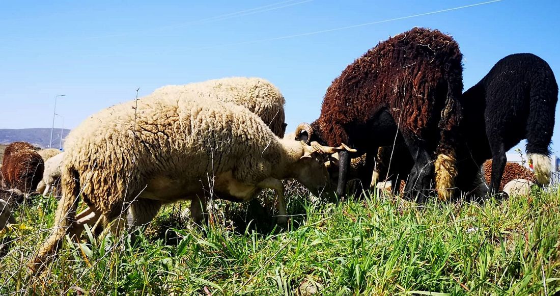 Produtores de gado do Planalto Mirandês apreensivos com a falta de chuva