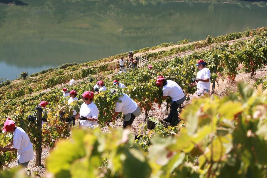 UTAD lidera projeto europeu sobre alterações climáticas e viticultura