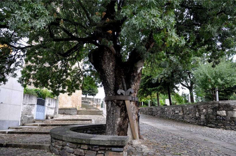 Freixo Duarte d’Armas foi classificado como Árvore de Interesse Público