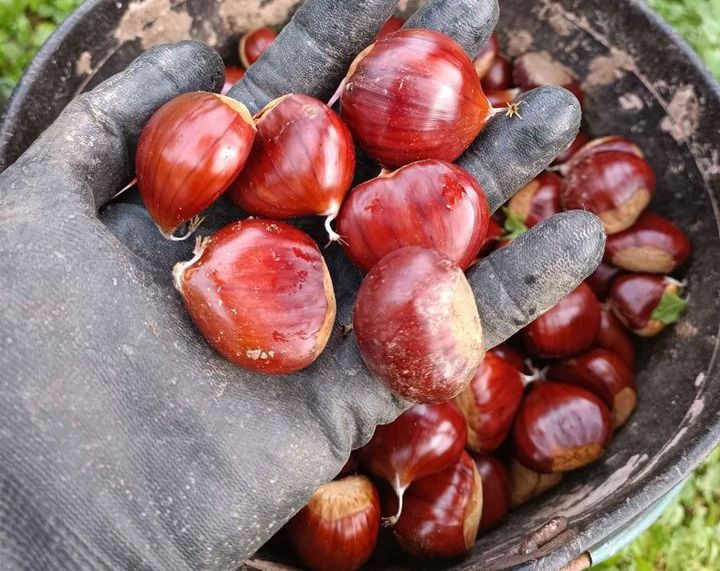 Câmara de Bragança pede compensação para os produtores de castanha