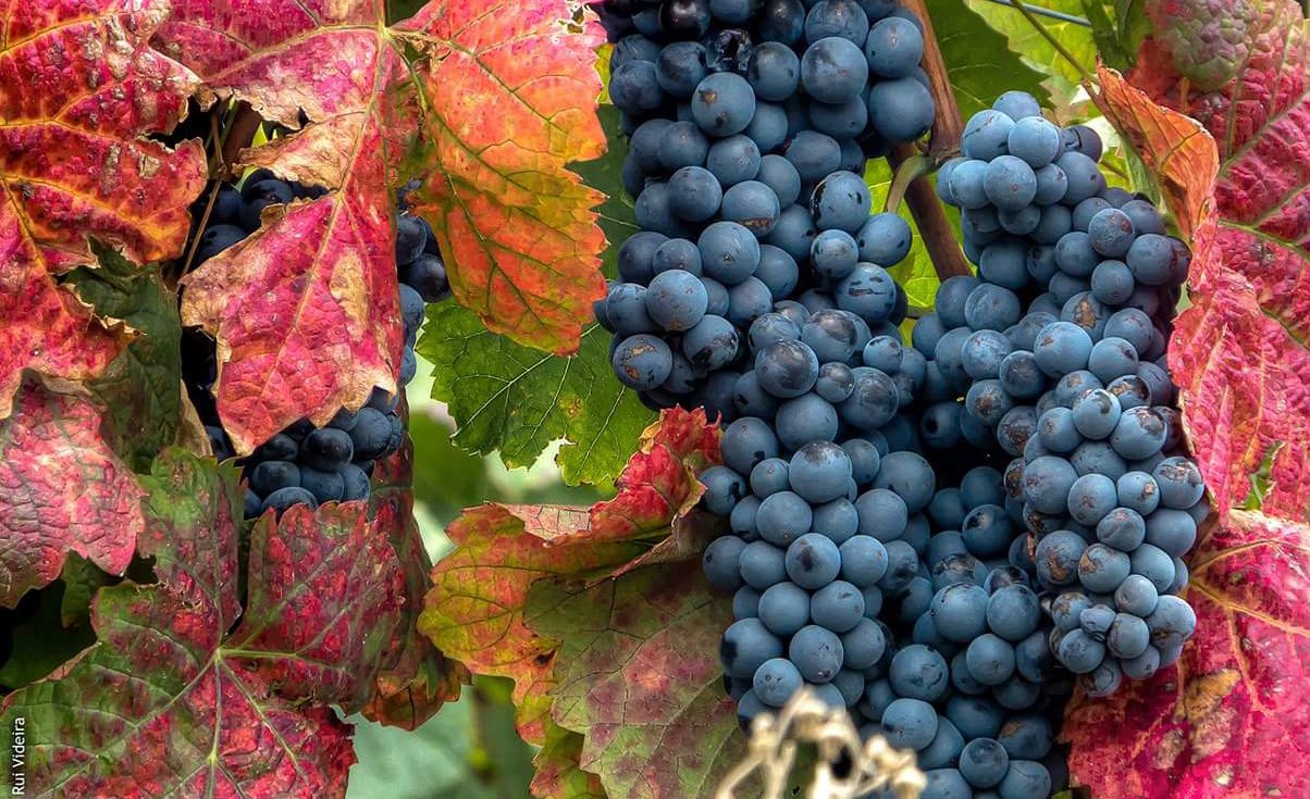 As vindimas no Douro põem turistas cortarem ou pisarem uvas