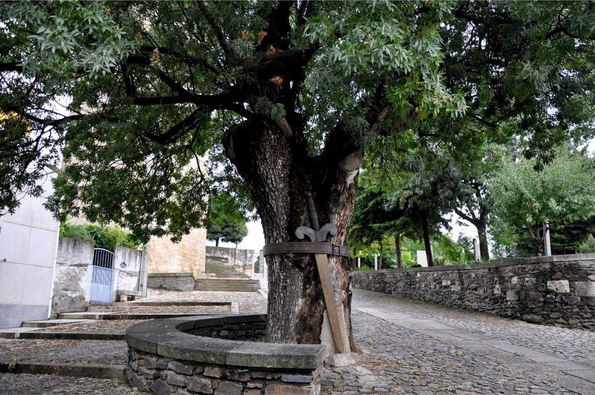 Freixo de Duarte d' Armas classificado como "Árvore de Interesse Público"
