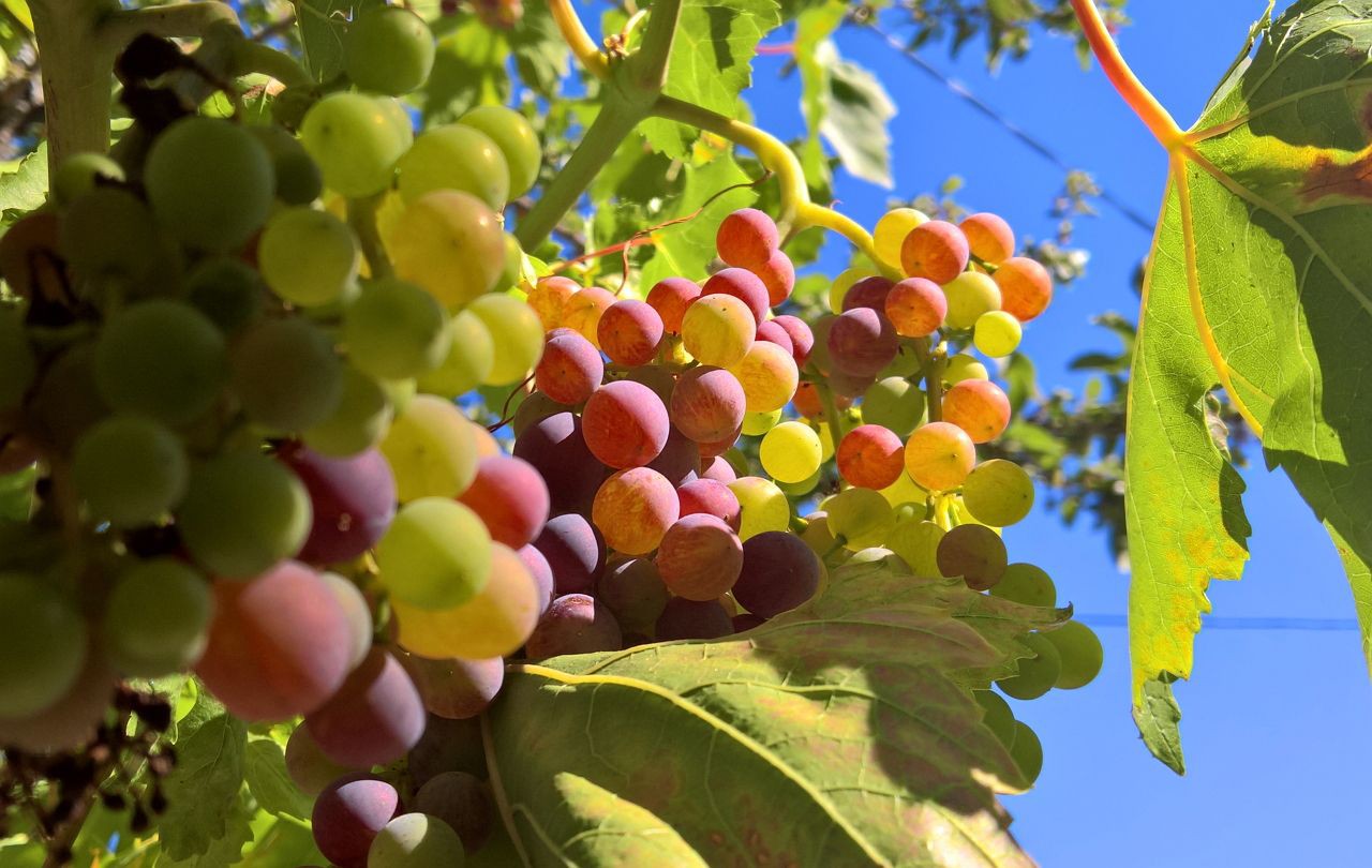 “Escaldão” no Douro ameaça a produção de vinho