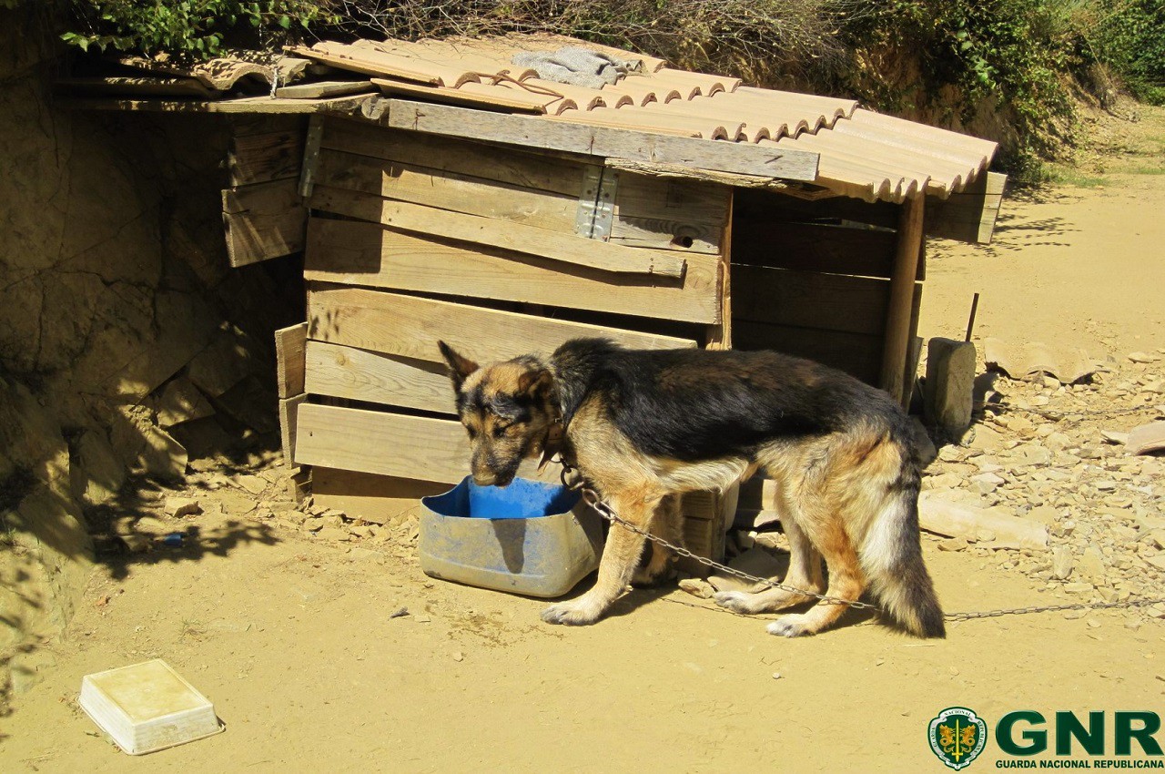 GNR recolhe cão vítima de maus tratos em Nogueira