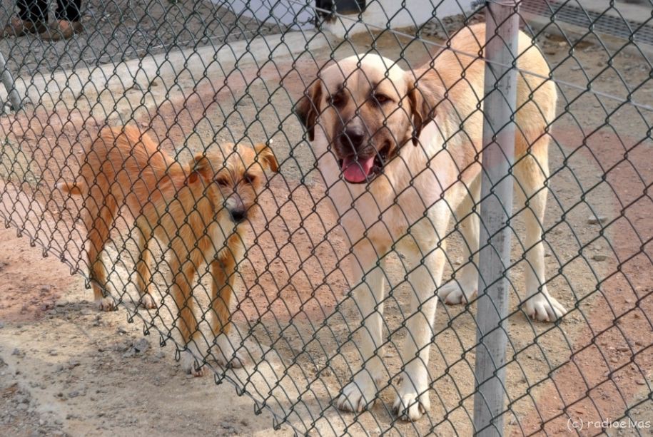 Câmara de Vila Real lança apoio à esterilização para adoção de animais