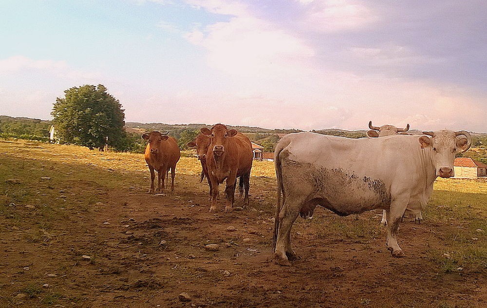 Cooperativa quer ultrapassar as 327 toneladas de bovino mirandês transformadas em 2017