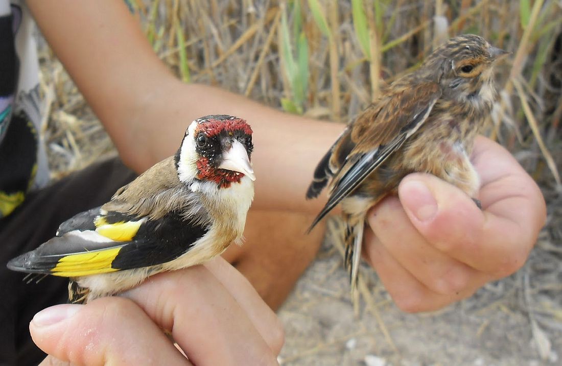 Mulher detida pela GNR por caça ilegal de aves