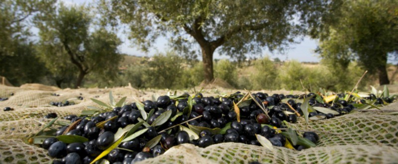 PCP quer proteção europeia para olival tradicional transmontano