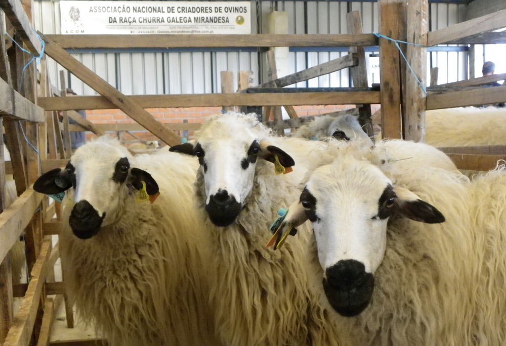 Cooperativas agropecuárias do Norte criam "marca chapéu" para carne de raças autóctones