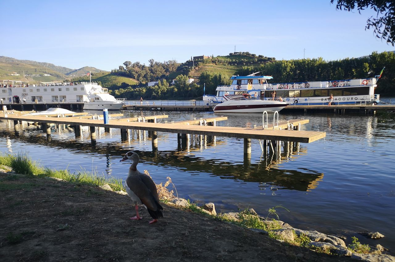 Jovem de 18 anos morre afogado no rio Douro no Peso da Régua