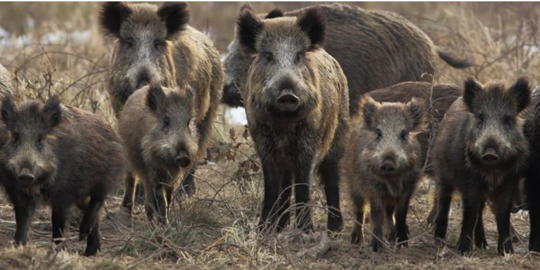 Caçadores portugueses exigem mais inspeção veterinária aos javalis