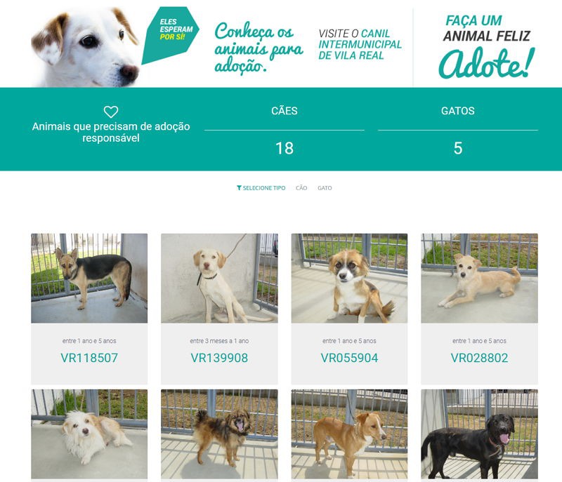 Câmara de Vila Real anuncia apoio à esterilização para adoção de animais