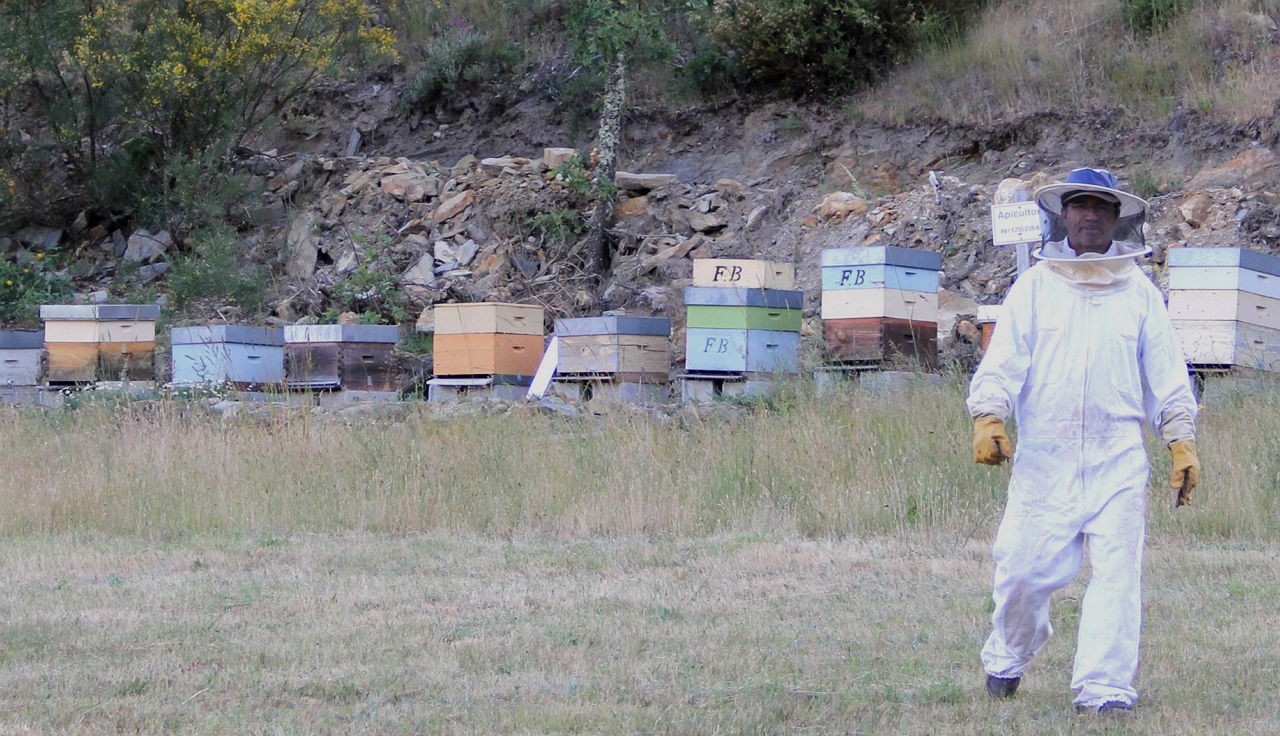 Parlamento Europeu propõe estratégia para proteger a apicultura