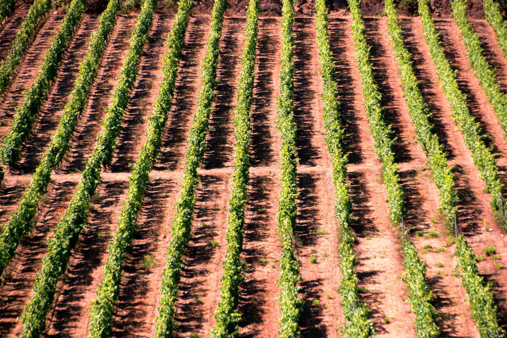Novas plantações de vinha limitadas 4,2 ha na Região Demarcada do Douro