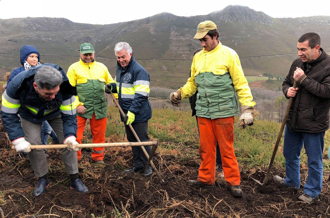 Plantação de um milhão de árvores começa na serra do Marão