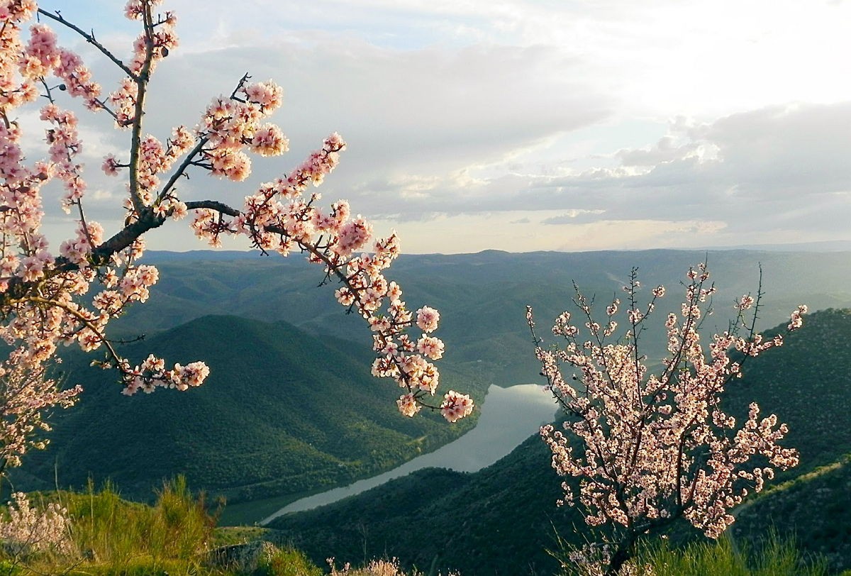 Vila Nova de Foz Côa, assume-se como a Capital da Amendoeira em Flor