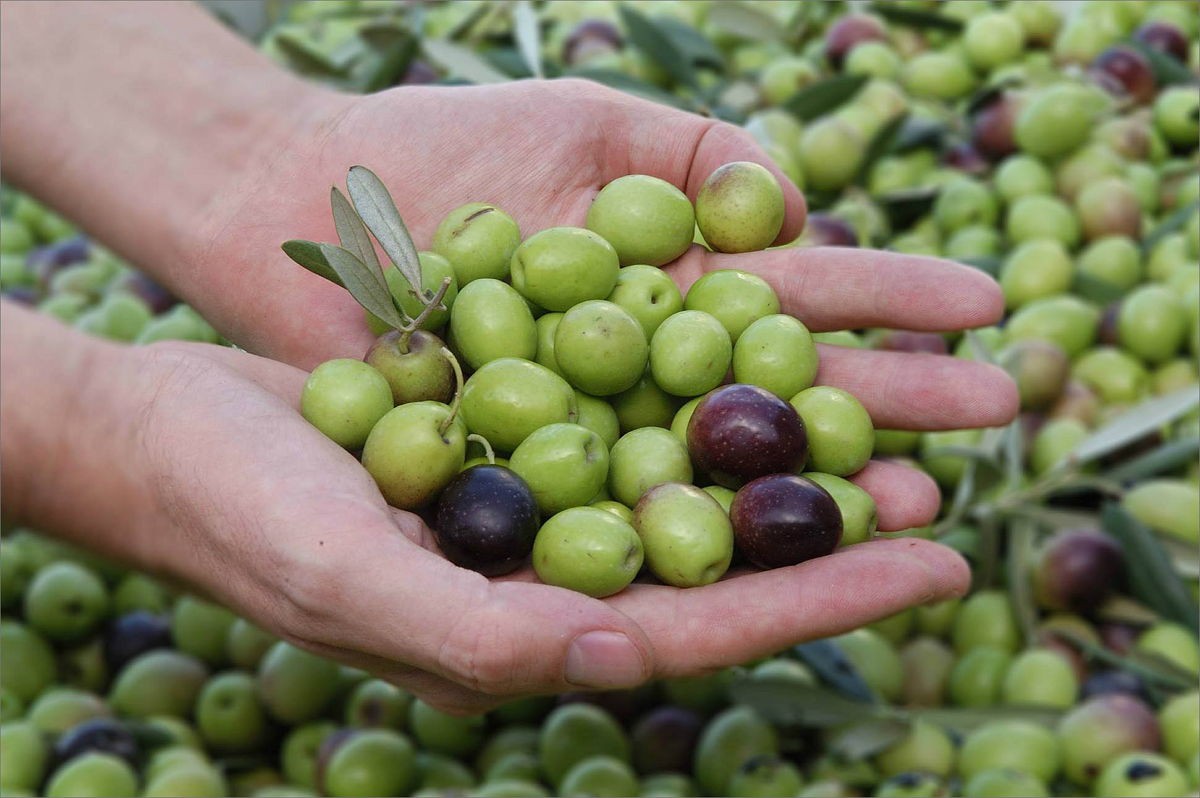 Peso de Trás-os-Montes na produção de azeite cai para quase metade