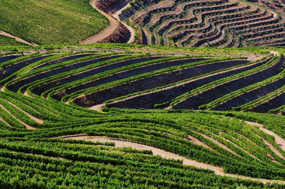 Ministério define castas aptas para os vinhos "Porto" e "Douro"