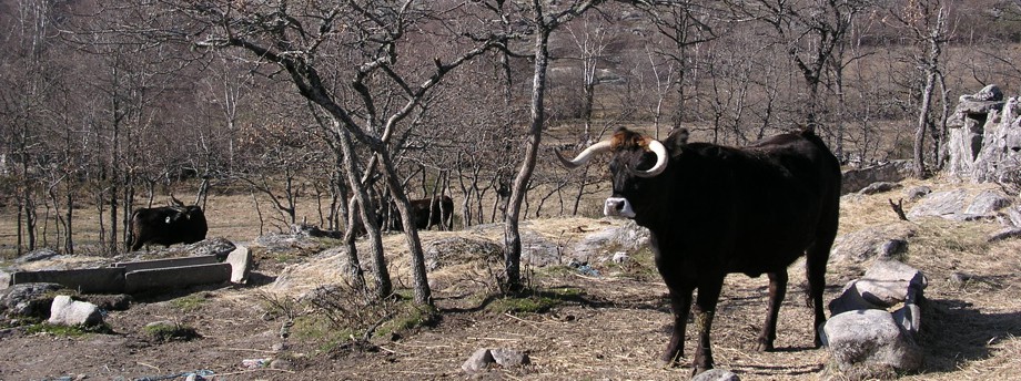 Criadores de gado em Ribeira de Pena já estão a gastar reservas de inverno