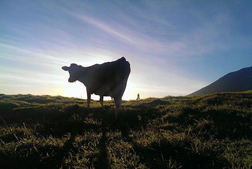 Produção de leite quebra um terço devido à seca no Planalto Mirandês