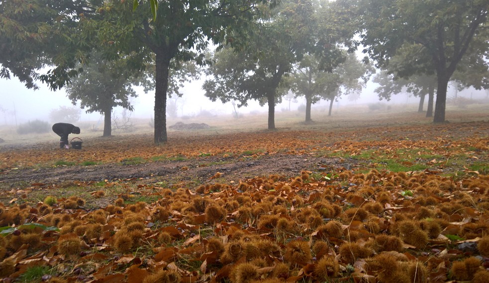 Produtores de castanha falam em calamidade e pedem ajuda ao Governo