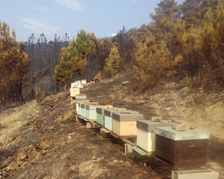 Apicultores preocupados com consequências dos fogos para o sector