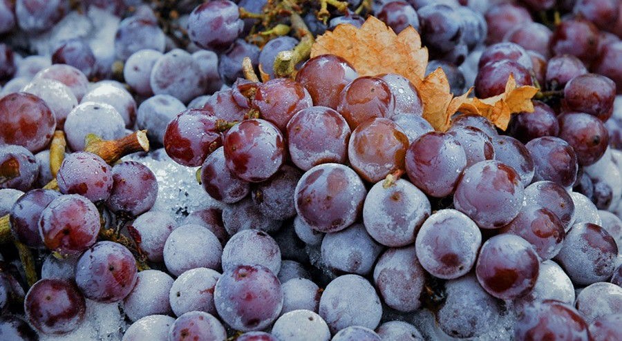 Produtor de Freixo de Espada à Cinta faz vinho com uvas congeladas