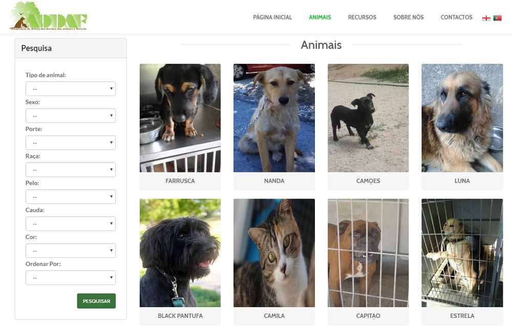 UTAD cria ferramenta online que facilita adoção de animais abandonados