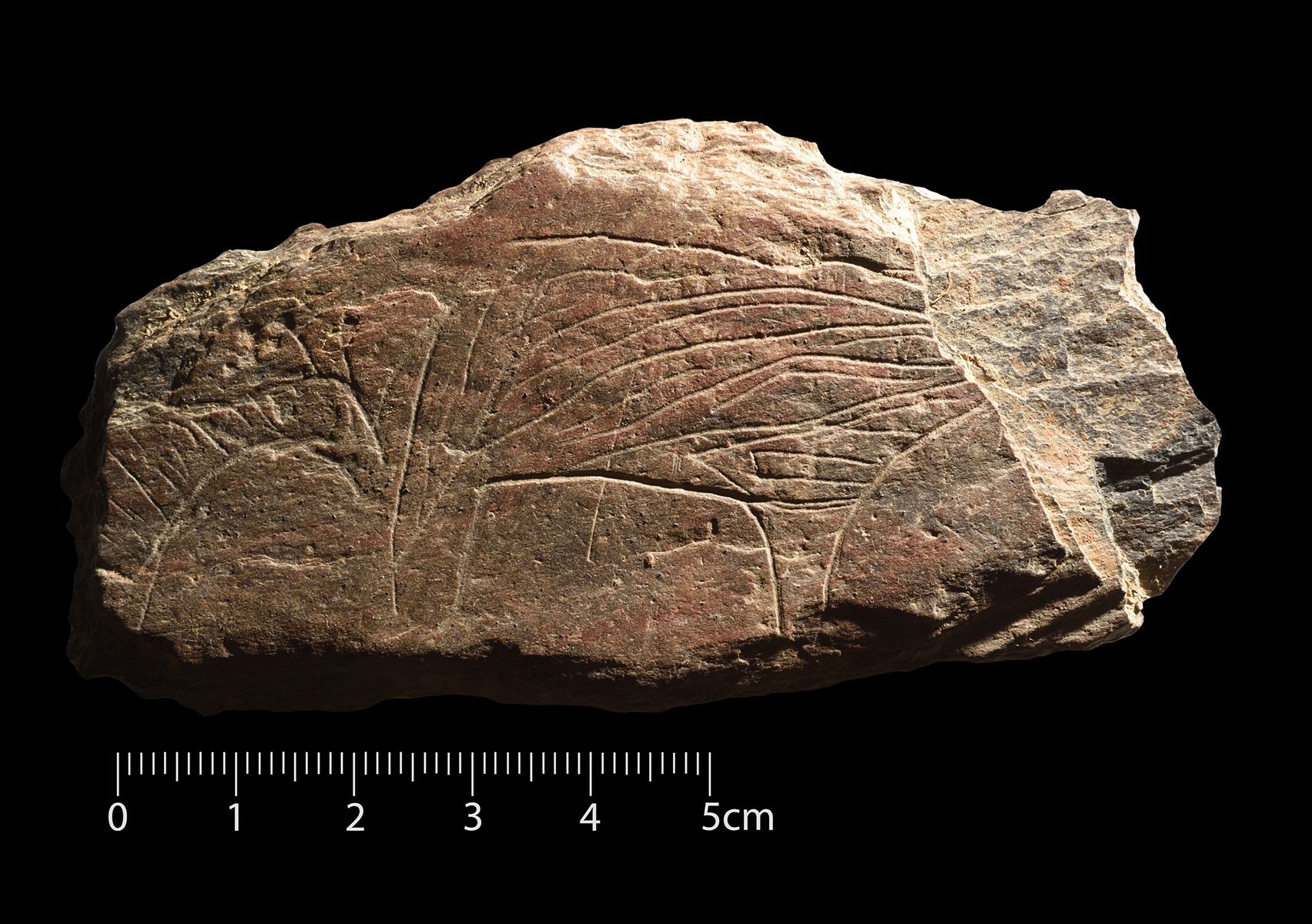 Arqueólogos descobrem gravura com 12 mil anos no Vale do Côa