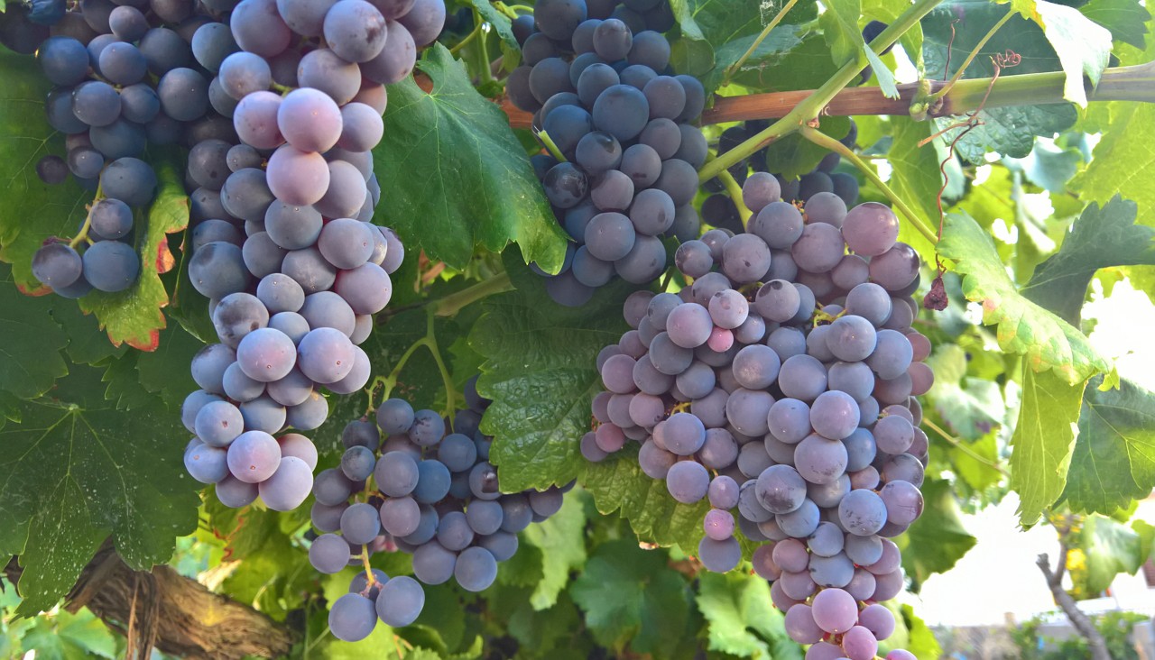 Autorização para novas plantações de vinha no Douro