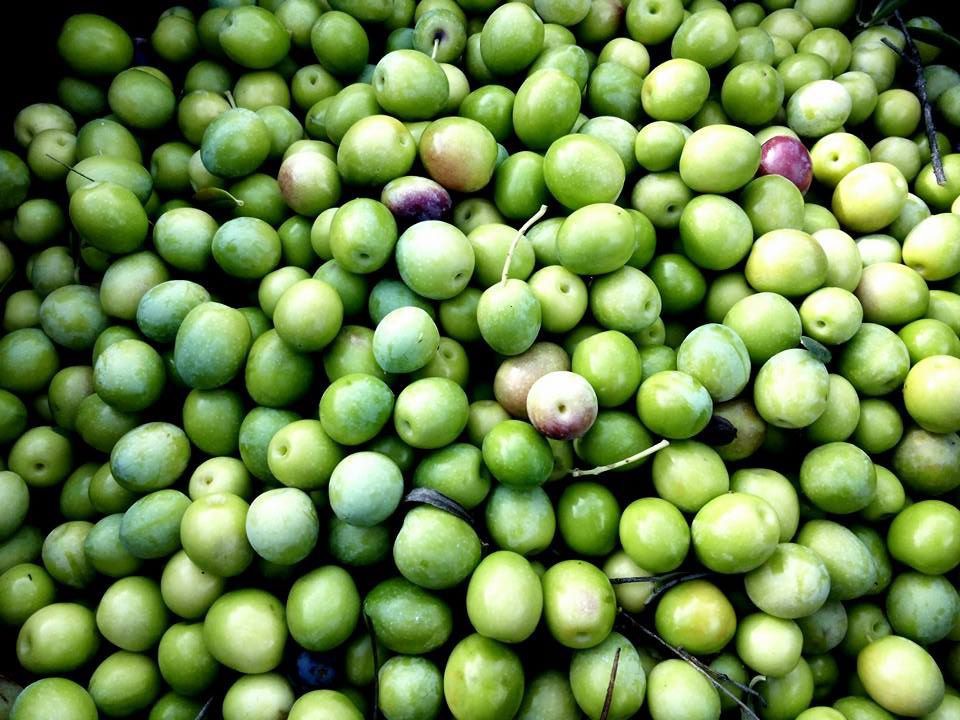 Produção da azeitona cai, preço do azeite sobe