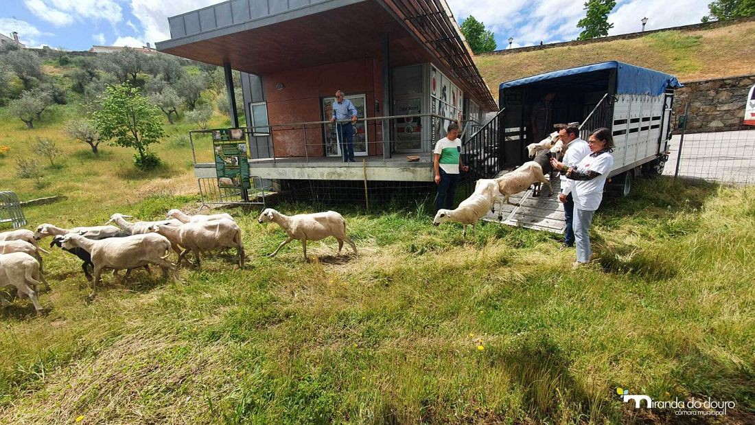 Miranda do Douro utiliza ovelhas para limpar espaços verdes por falta de mão-de-obra