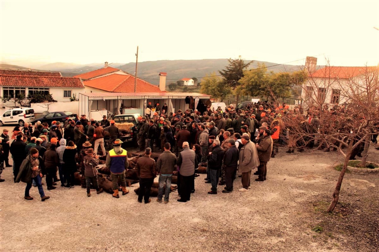 Abatidos 35 javalis por terras de Alfândega da Fé 