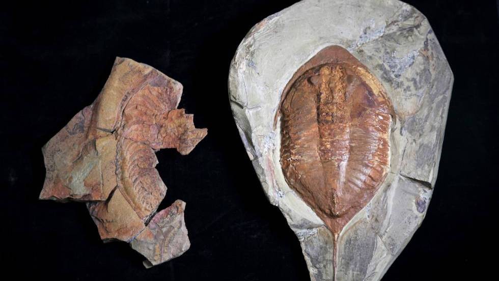 Fósseis de trilobites com 478 milhões de anos