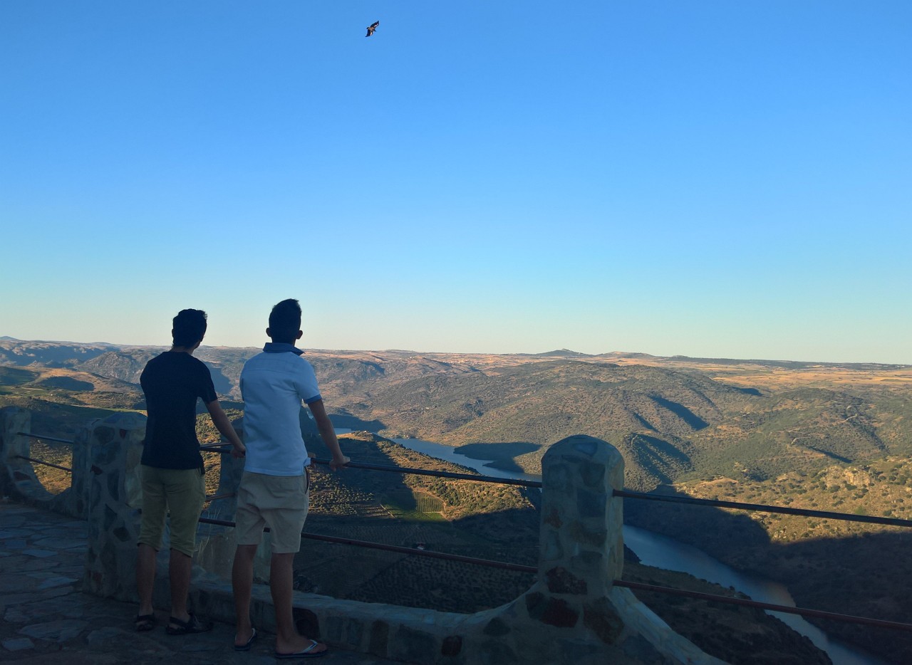 A maior ave de rapina da Europa fez ninho no Douro