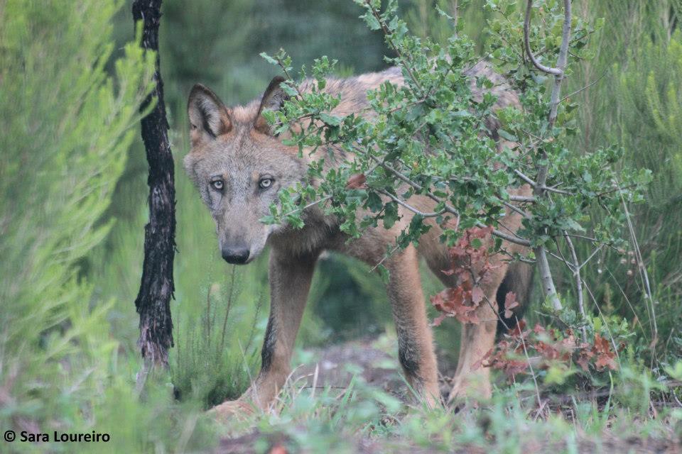 População do lobo ibérico mantém-se estável em Portugal