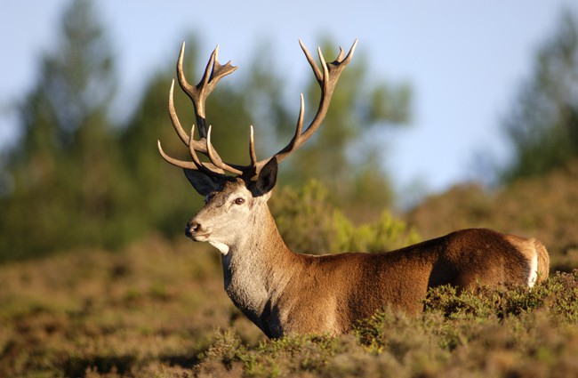 Caça clandestina ameaça a maior reserva natural de veados