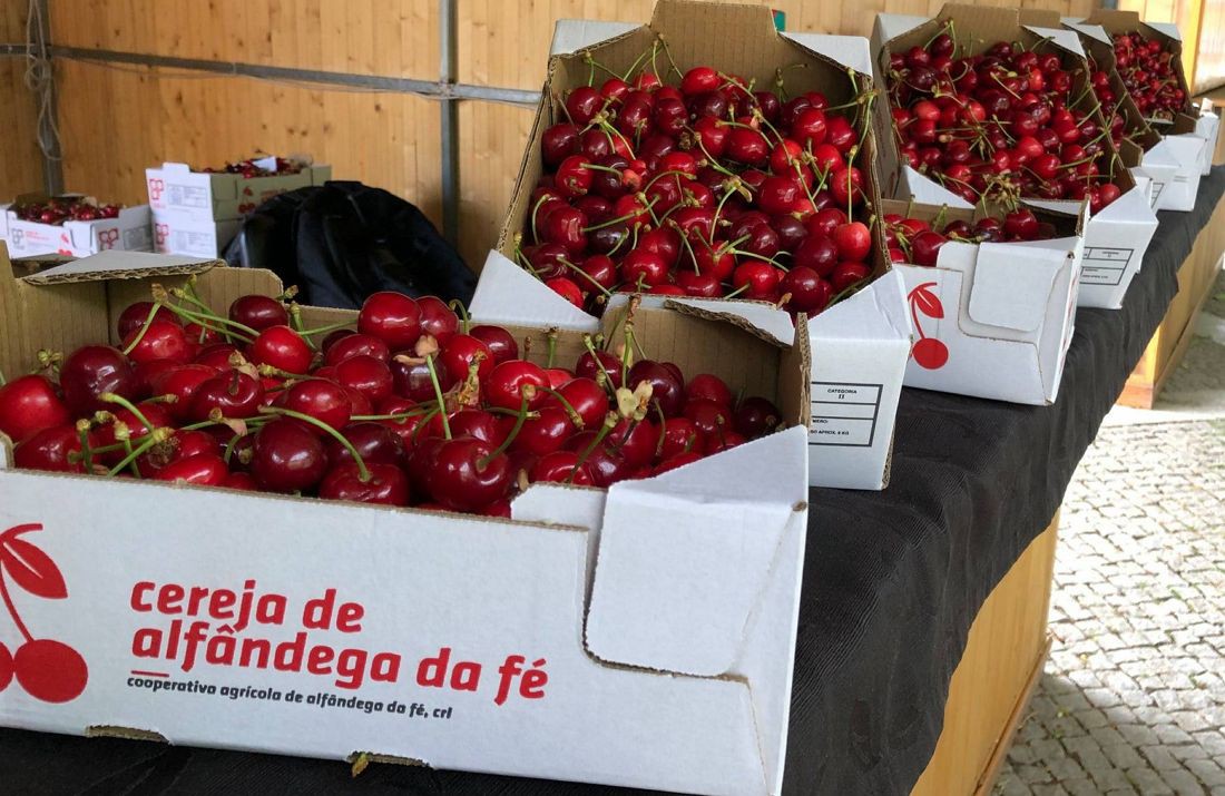 Produção de cereja com quebras de 40% na Terra Quente Transmontana devido ao frio