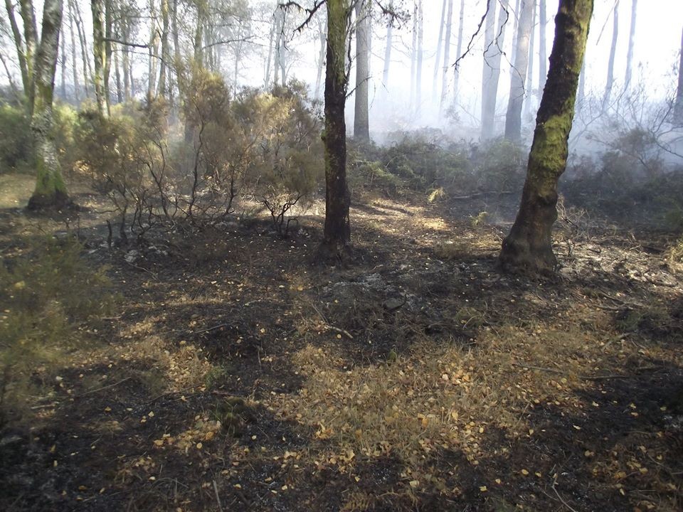UTAD defende maior aposta em “árvores bombeiras”
