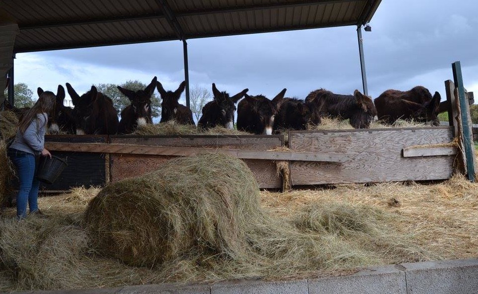 Setenta burros de raça mirandesa em certame de valorização da espécie