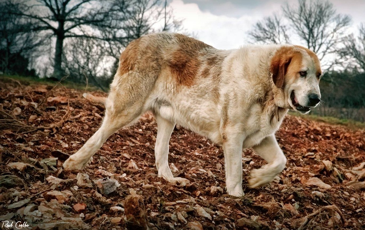 Cão de gado transmontano acompanha o pastor desde o neolítico