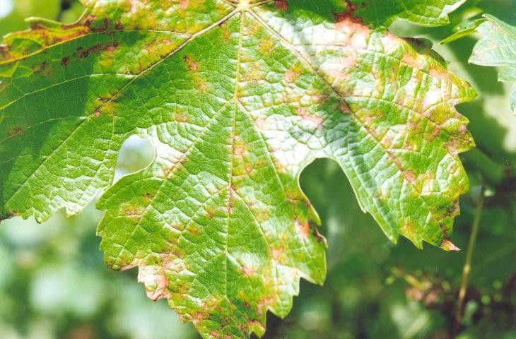 Viticultores do Douro queixam-se de ano difícil na vinha