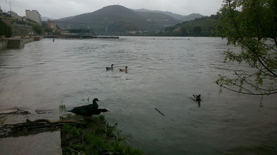 Subida "atípica" do caudal do rio Douro 